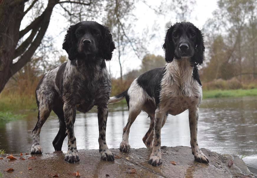 5* Dog Walker Spot On Dog Walks & Adventures Hemel Hempstead